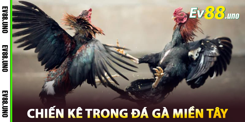 Tổng Hợp Chiến Kê Trong Đá Gà Miền Tây